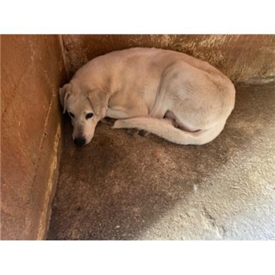 COMUNE DI SAN POTITO SANNITICO - 380260100213027