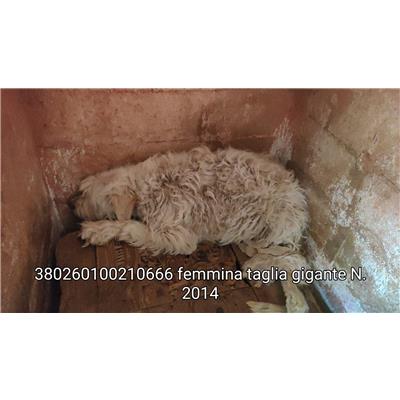 COMUNE DI DRAGONI - 380260100210666