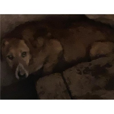 COMUNE DI SAN POTITO SANNITICO - 380260100213025