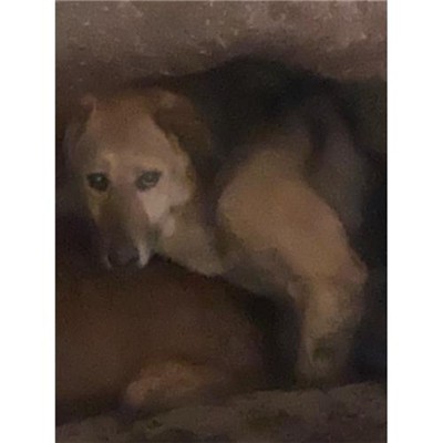 COMUNE DI SAN POTITO SANNITICO - 380260100213010