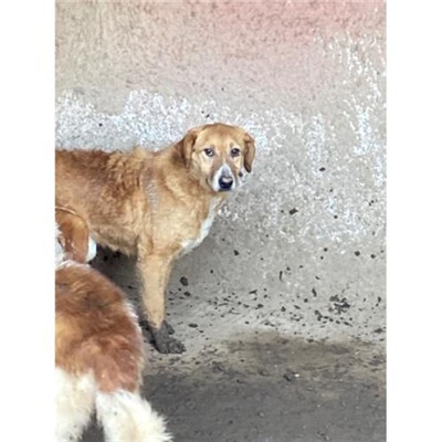 COMUNE DI SAN POTITO SANNITICO - 380260100213010