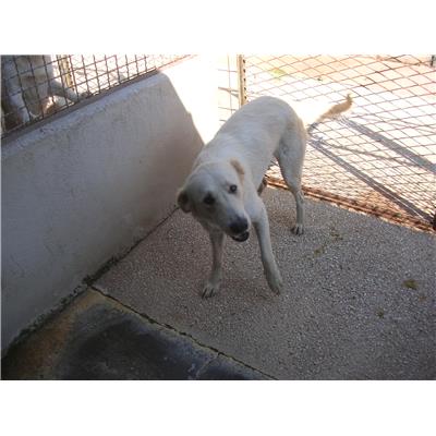 COMUNE DI ALVIGNANO - Cane - Microchip 380260101095642