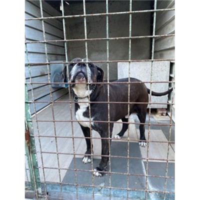 COMUNE DI TEANO - Cane - Microchip 380260101261107