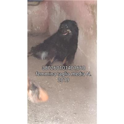 COMUNE DI DRAGONI - 380260101401660
