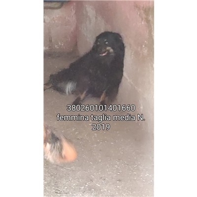 COMUNE DI DRAGONI - 380260101401660