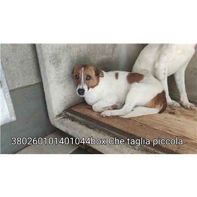 COMUNE DI DRAGONI - Cane - Microchip 380260101401044