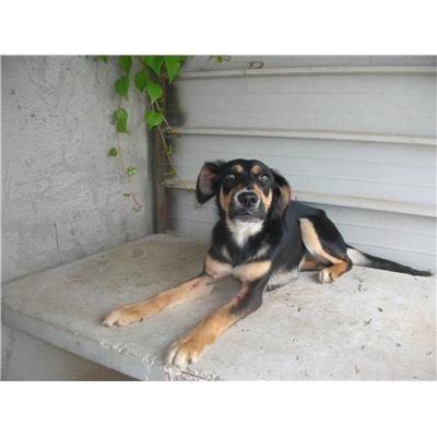 COMUNE DI TEANO - Cane - Microchip 380260101378989