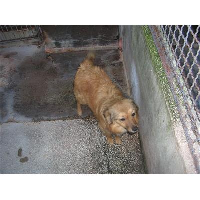 COMUNE DI DRAGONI - Cane - Microchip 380260101378844