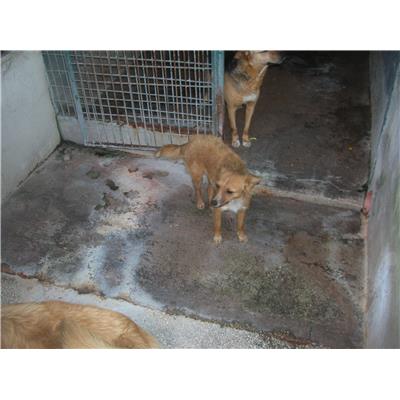 COMUNE DI DRAGONI - Cane - Microchip 380260101378440