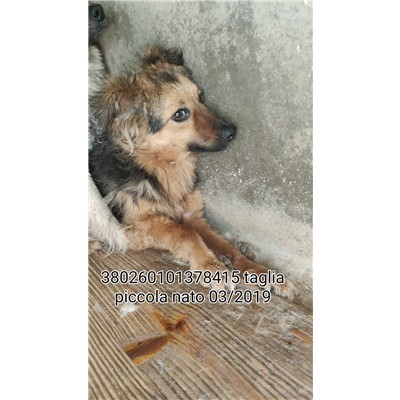 COMUNE DI DRAGONI - 380260101378415