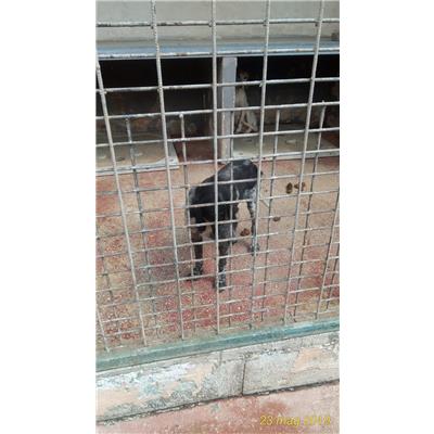 COMUNE DI ALVIGNANO - Cane - Microchip 380260101378664