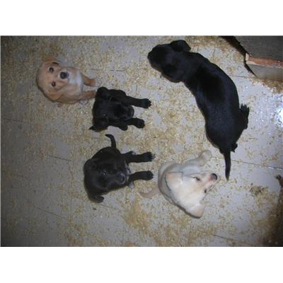 COMUNE DI ALVIGNANO - Cane - Microchip 380260044261540