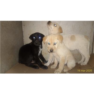 COMUNE DI ALVIGNANO - Cane - Microchip 380260101495458