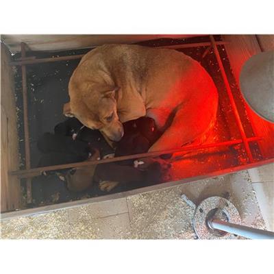 COMUNE DI LIBERI - Cane - Microchip 380260101419383