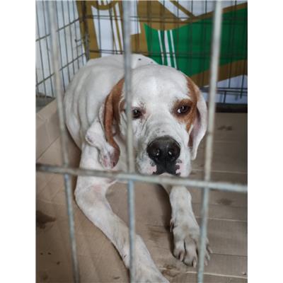 COMUNE DI GIOIA SANNITICA - Cane - Microchip 380260044193043