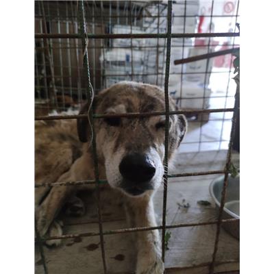 COMUNE DI SAN POTITO SANNITICO - Cane - Microchip 380260044193366