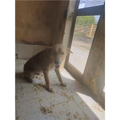COMUNE DI SAN POTITO SANNITICO - Cane - Microchip 380260044451387