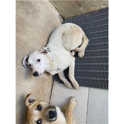 COMUNE DI ALVIGNANO - Cane - Microchip 380260044566636