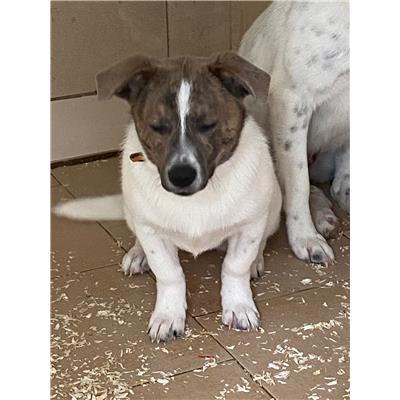 COMUNE DI DRAGONI - Cane - Microchip 380260044567957