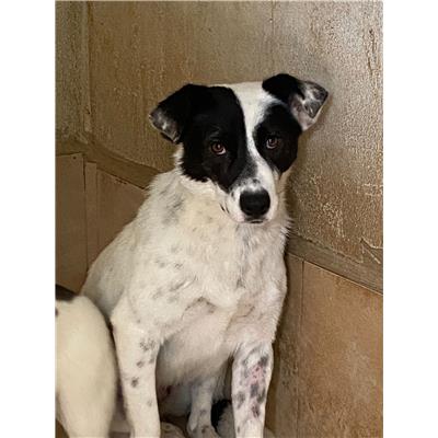 COMUNE DI ALVIGNANO - Cane - Microchip 380260044712316