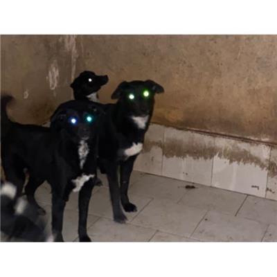 COMUNE DI ALVIGNANO - Cane - Microchip 380260044829641