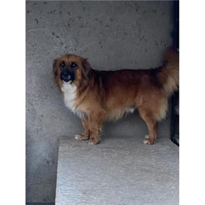 COMUNE DI ALVIGNANO - Cane - Microchip 380260044662477