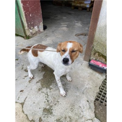 COMUNE DI ALVIGNANO - Cane - Microchip 380260044858326