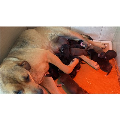 COMUNE DI LIBERI - Cane - Microchip 380260044829382