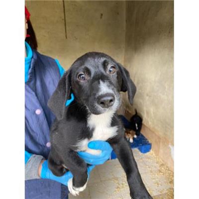 COMUNE DI ALVIGNANO - Cane - Microchip 380260044830992
