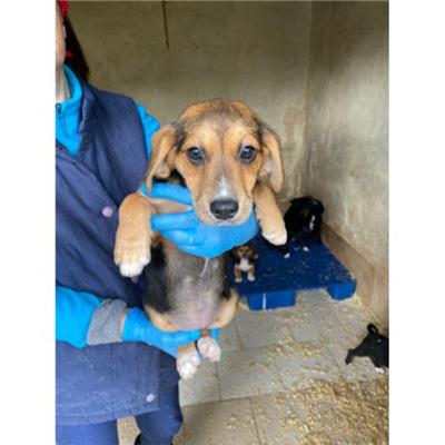 COMUNE DI ALVIGNANO - Cane - Microchip 380260044831087
