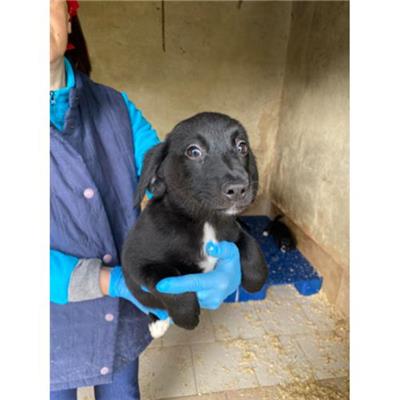 COMUNE DI ALVIGNANO - Cane - Microchip 380260044830511