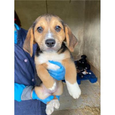 COMUNE DI ALVIGNANO - Cane - Microchip 380260044830840
