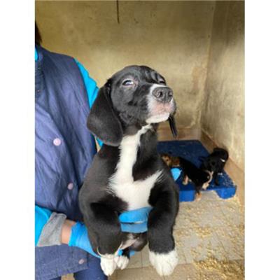 COMUNE DI ALVIGNANO - Cane - Microchip 380260044831040