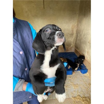 COMUNE DI ALVIGNANO - Cane - Microchip 380260044831040