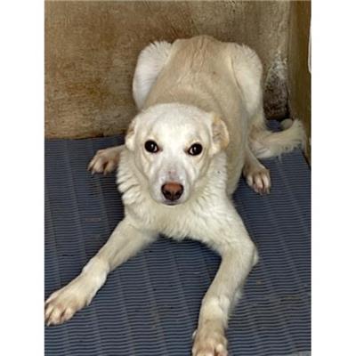 COMUNE DI ALVIGNANO - Cane - Microchip 380260044862051