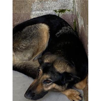 COMUNE DI ALVIGNANO - 380260044831180