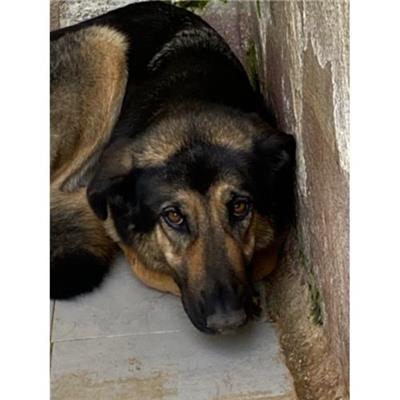 COMUNE DI ALVIGNANO - Cane - Microchip 380260044831180