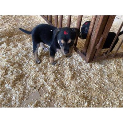 COMUNE DI LIBERI - Cane - Microchip 380260044861850