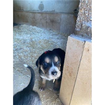 COMUNE DI LIBERI - Cane - Microchip 380260044862021