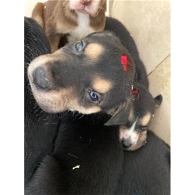 COMUNE DI LIBERI - Cane - Microchip 380260044861741