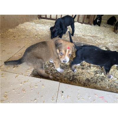COMUNE DI LIBERI - Cane - Microchip 380260044862018