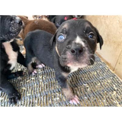 COMUNE DI LIBERI - Cane - Microchip 380260044862096