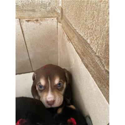 COMUNE DI LIBERI - Cane - Microchip 380260044861573