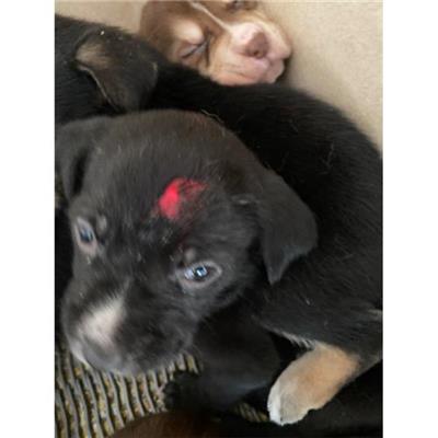 COMUNE DI LIBERI - Cane - Microchip 380260044862268