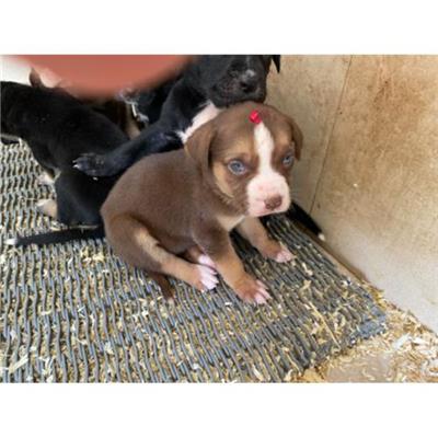 COMUNE DI LIBERI - Cane - Microchip 380260044862139