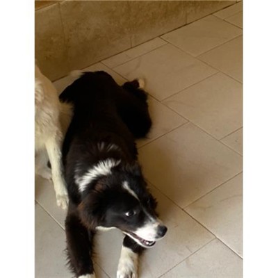 COMUNE DI ALVIGNANO - Cane - Microchip 380260044861493