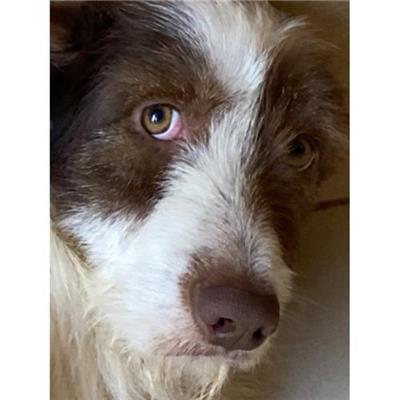 COMUNE DI SAN POTITO SANNITICO - Cane - Microchip 380260044859737