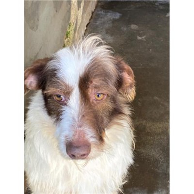 COMUNE DI SAN POTITO SANNITICO - 380260044859737