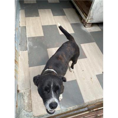 COMUNE DI LIBERI - Cane - Microchip 380260044865971