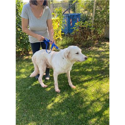 COMUNE DI ALVIGNANO - Cane - Microchip 380260044865620